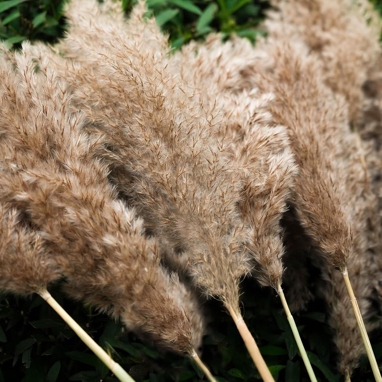 30-inch Tall Nature Pampas Grass Bouquet Decor - Boho Flowers and Feathers for Centerpieces, Perfect for Tall Floor Vase Fillers, Home Decor, Living Room, and Wedding Decor (20Pcs)