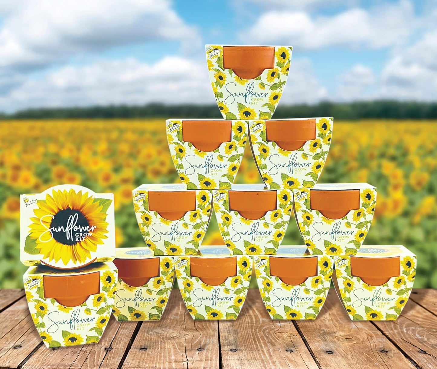 BUZZY Seeds All-in-One Sunflower Mini Terracotta Pot Grow Kits 12-Pack, Indoor Mini Garden Seed Starter for All Ages, Grow Your Own Vibrant Flowers, DIY Plant Project, Gardening Gift